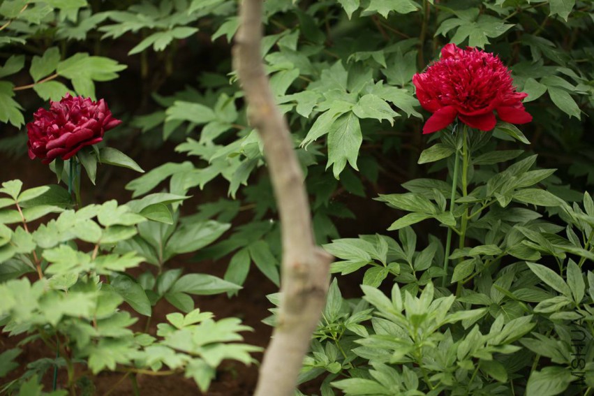 IMG_4965 15-05-04.jpg