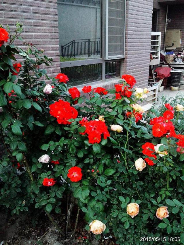 C360_2015-05-15-18-05-56-426.jpg