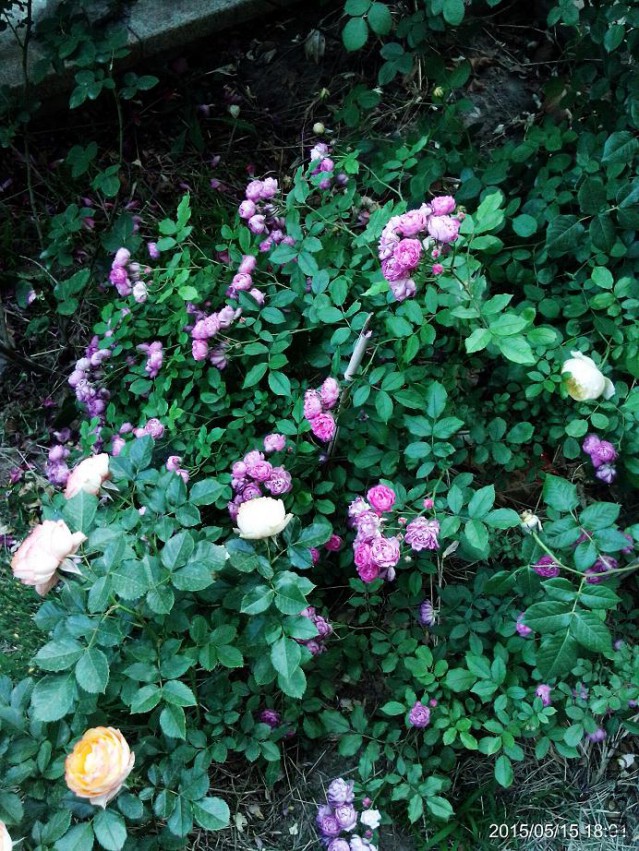 C360_2015-05-15-18-01-29-707.jpg