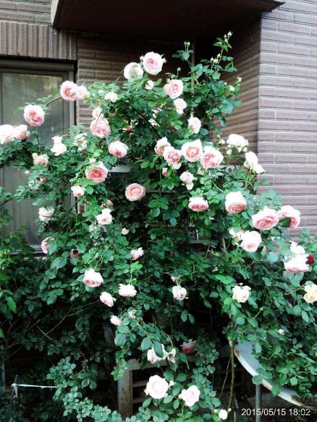 C360_2015-05-15-18-02-38-729.jpg