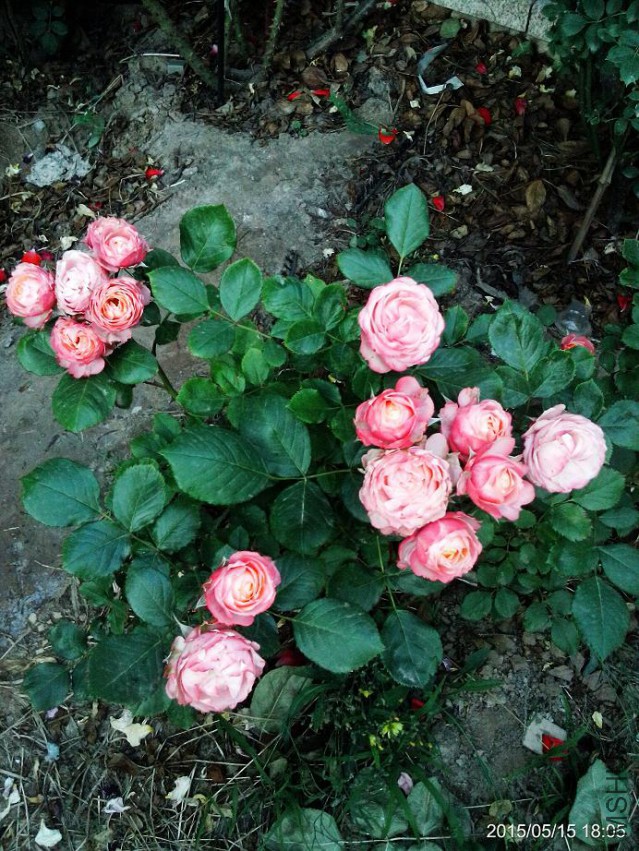 C360_2015-05-15-18-05-20-552.jpg