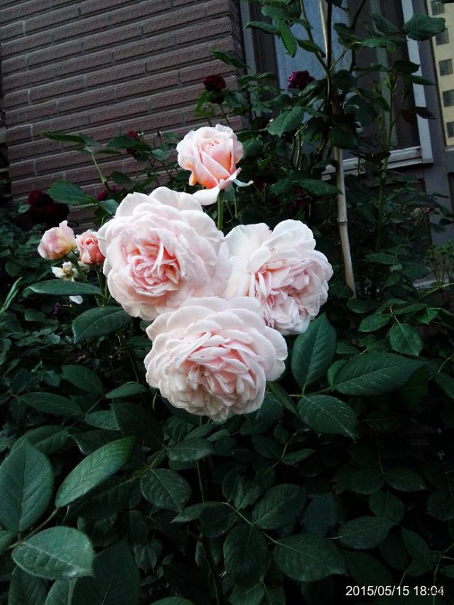 C360_2015-05-15-18-04-42-565.jpg