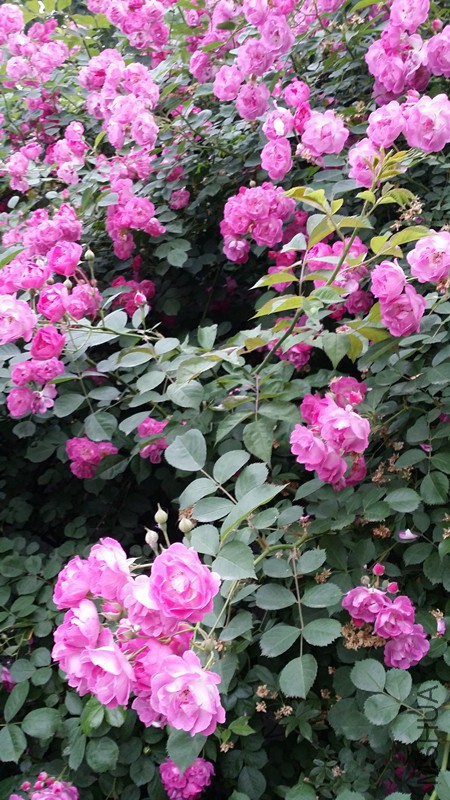 Ǿޱ2.jpg