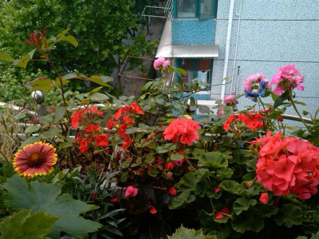 IMG_20150518_094145.jpg