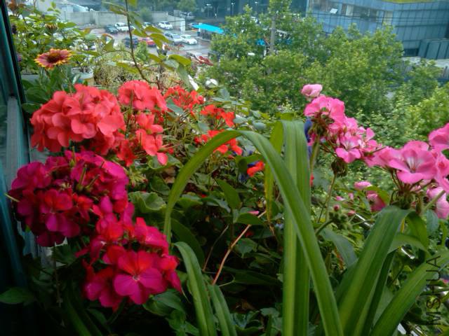 IMG_20150518_094130.jpg