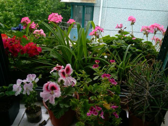IMG_20150518_094056.jpg