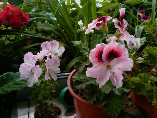 IMG_20150518_094038.jpg