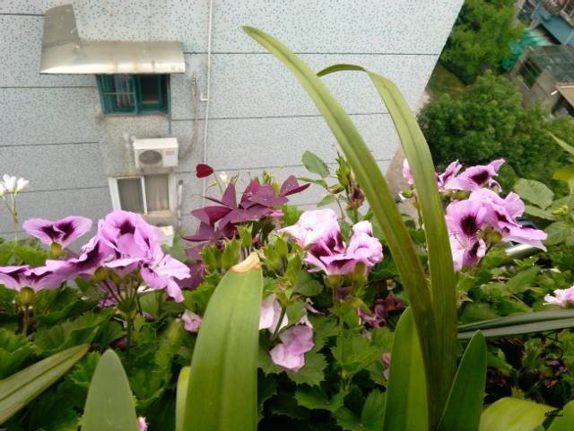 IMG_20150518_093728.jpg
