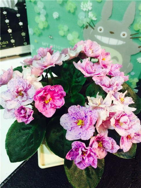 2015-04-20 210527.jpg