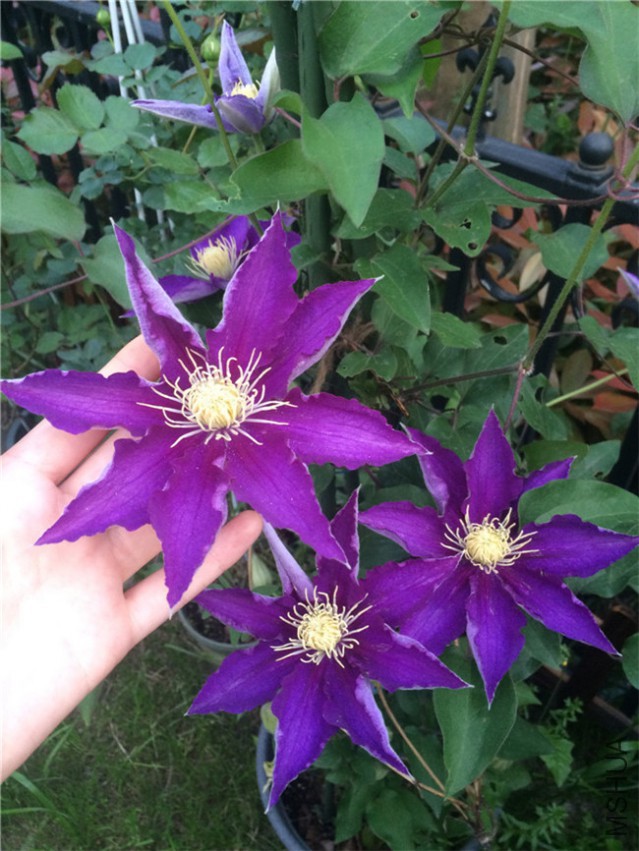 2015-04-23 181142.jpg