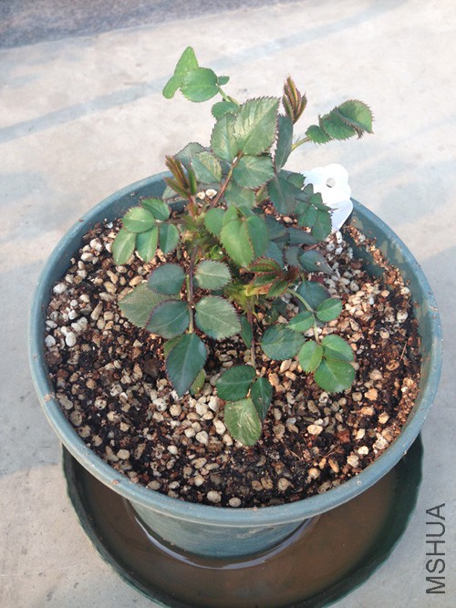 ���ֵ�ʱ��3-30