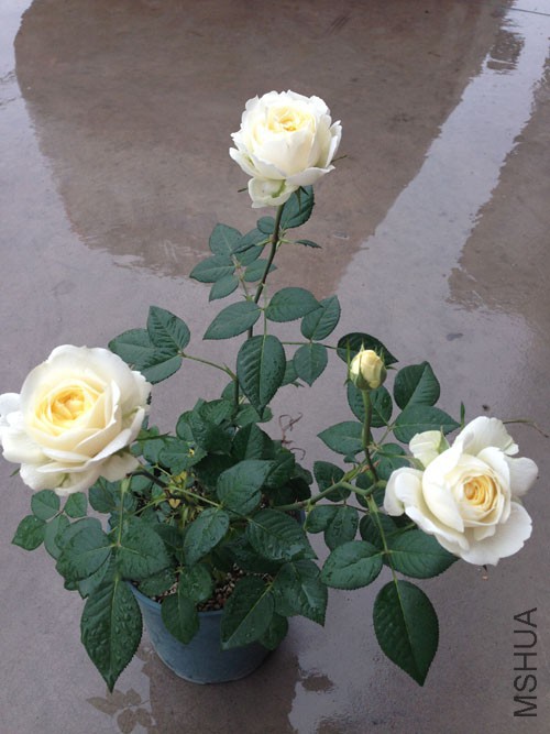 ������ʱ��5-18