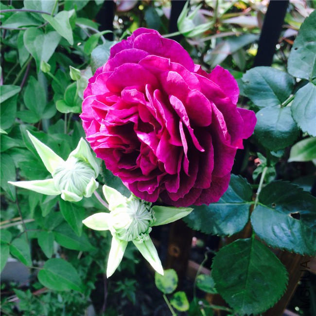 2015-05-01 084756.jpg