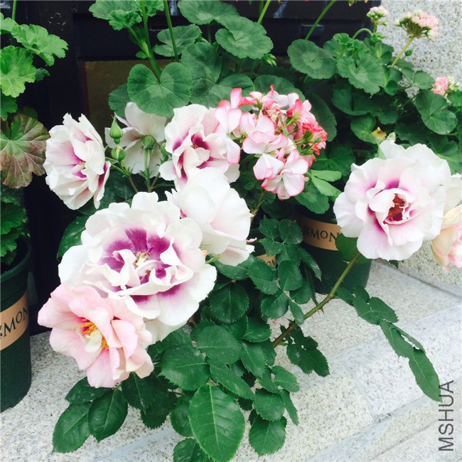 2015-05-01 083710.jpg