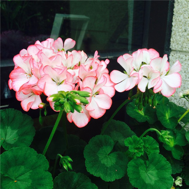 2015-05-01 083740.jpg