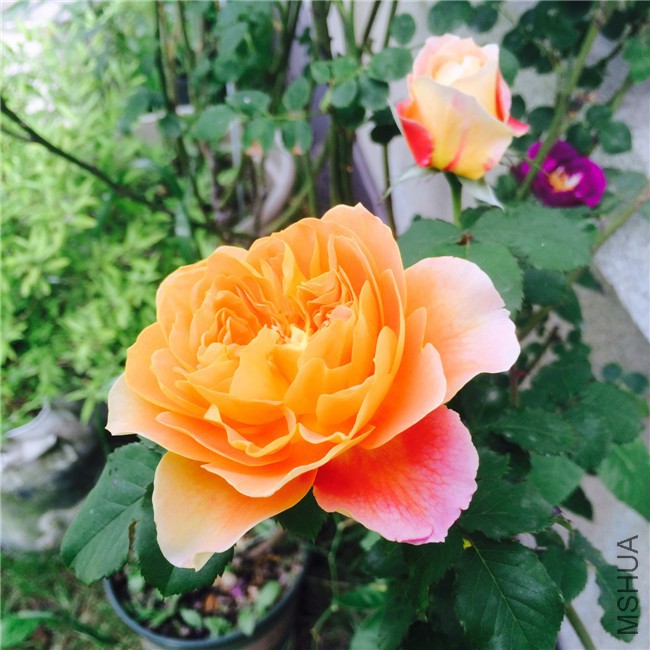 2015-05-01 083823.jpg