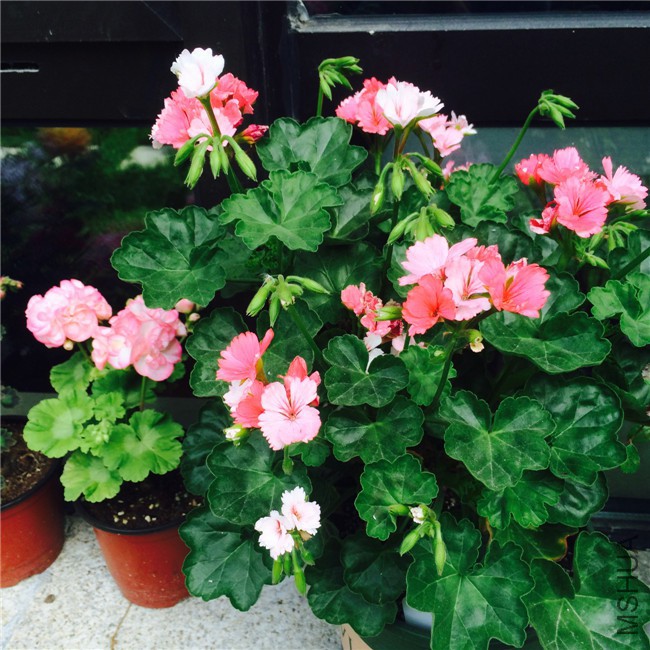 2015-05-01 083916.jpg