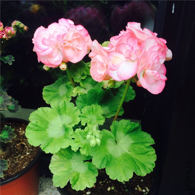 2015-05-01 083923.jpg