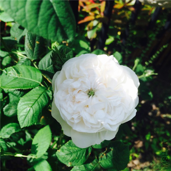 2015-05-01 084855.jpg