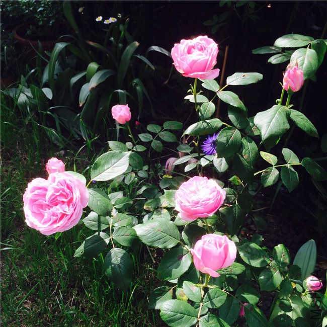 2015-05-01 084915.jpg