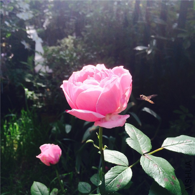 2015-05-01 084923.jpg