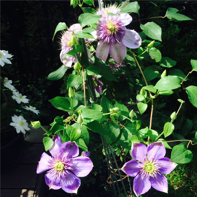 2015-05-01 085115.jpg