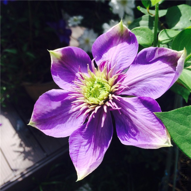 2015-05-01 085237.jpg