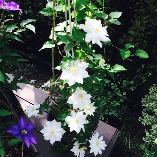 2015-05-01 085303.jpg