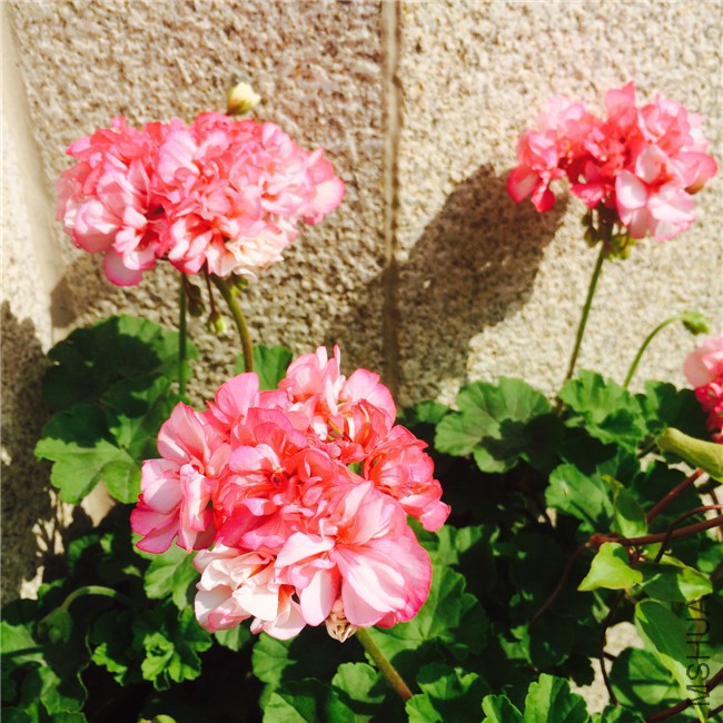 2015-05-01 085428.jpg