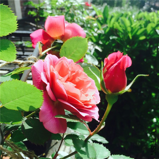 2015-05-01 085719.jpg