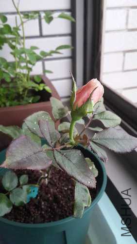 20150515_143611.jpg