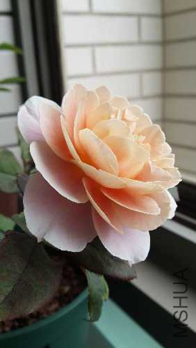 20150517_132735.jpg