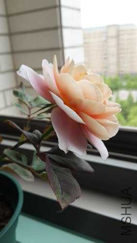 20150517_132749.jpg