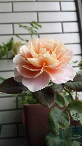 20150517_133050.jpg