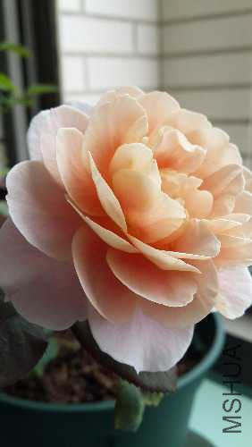 20150517_132932.jpg