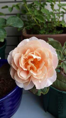 20150517_132834.jpg