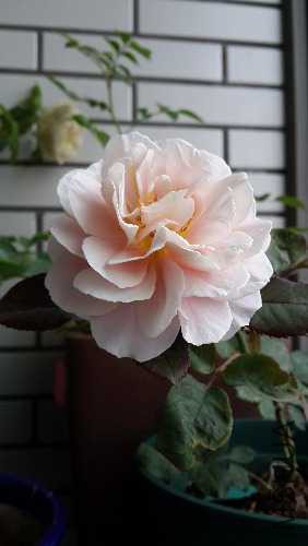 20150518_102122.jpg