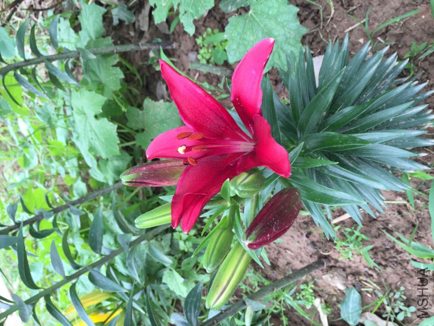 IMG_2205_meitu_1.jpg