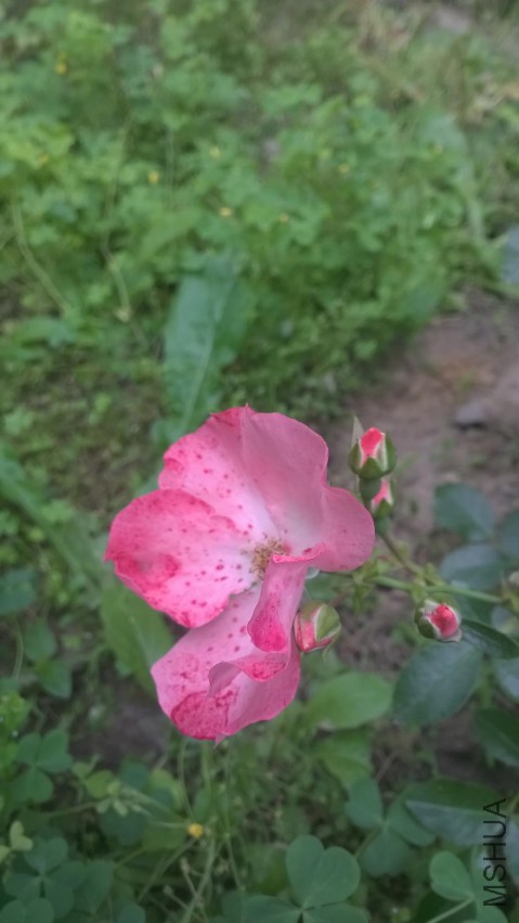 �е�ȸ�ߵĻ���
