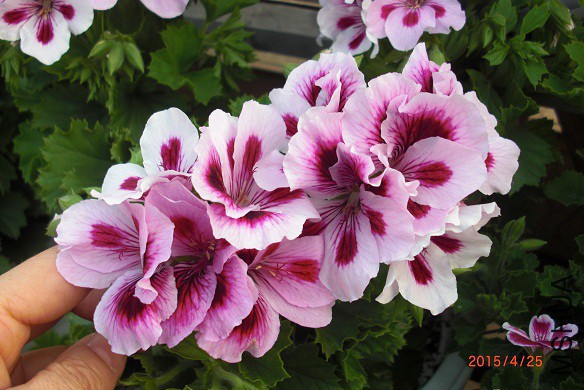 201051ct06t0k3zhrm2ttb.jpg