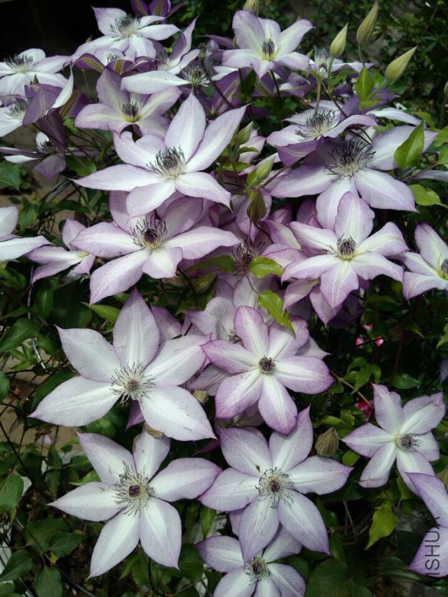 QQͼƬ20150518174429.jpg
