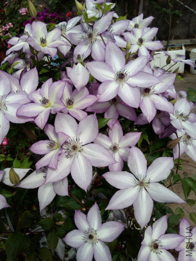 QQͼƬ20150518174446.jpg