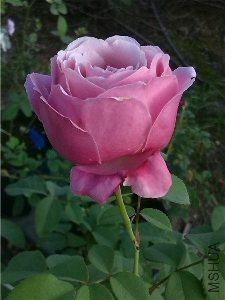 ����õ�� chant rosemisato-1.jpg