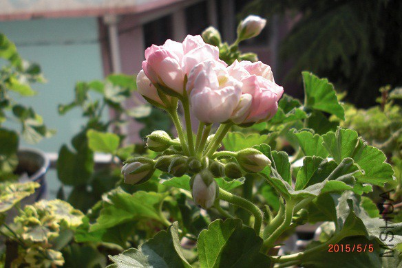 CIMG8984.JPG