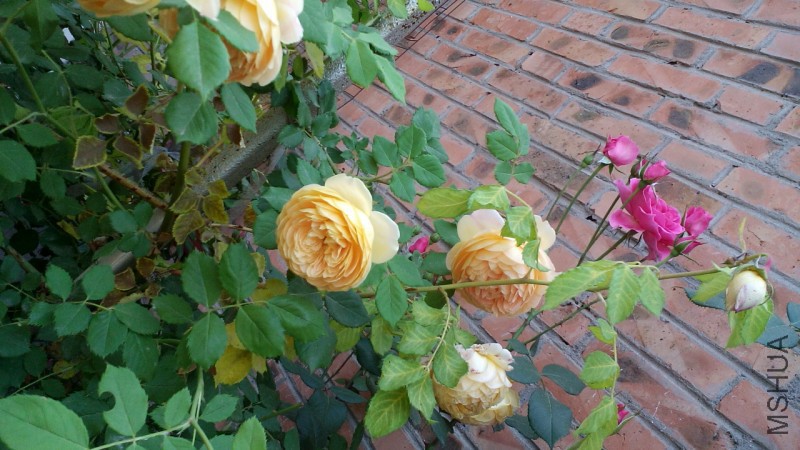 conew_img_20150517_065007.jpg