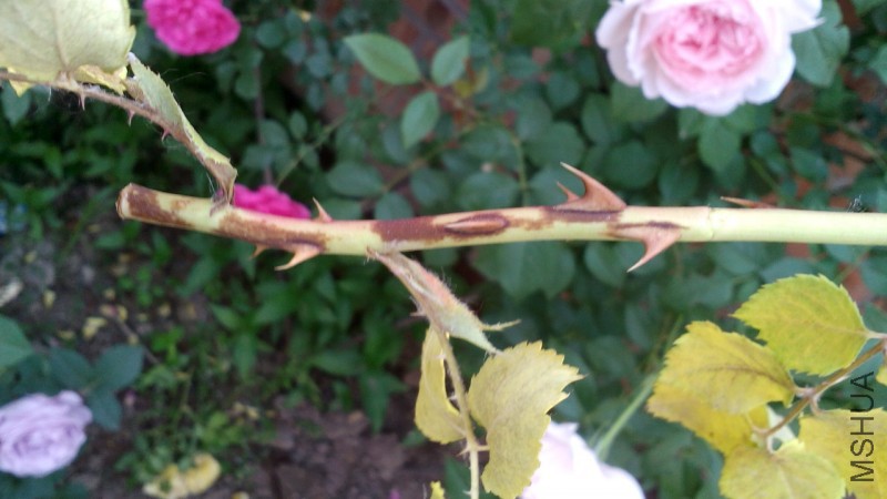 conew_img_20150517_065030.jpg
