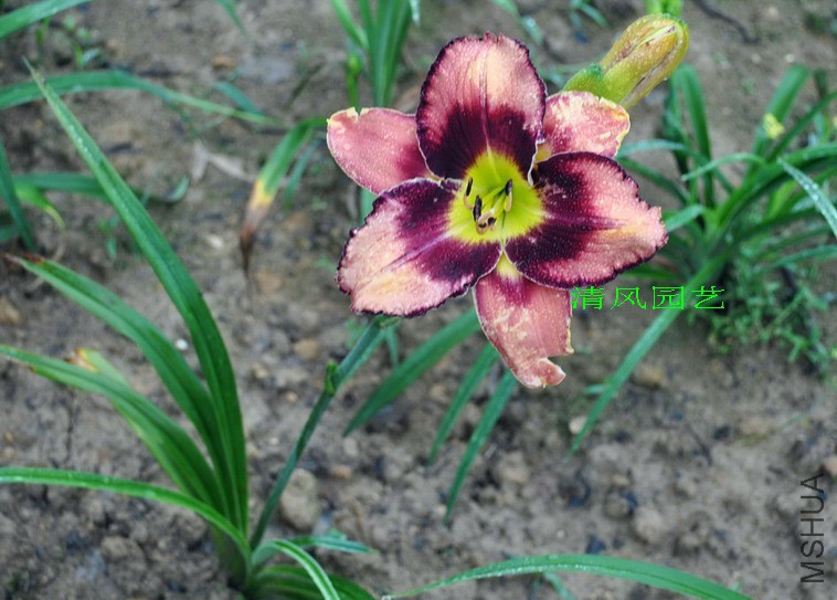 ���۲ʵ� (2).jpg