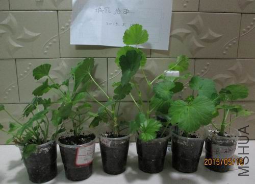 IMG_4603.JPG