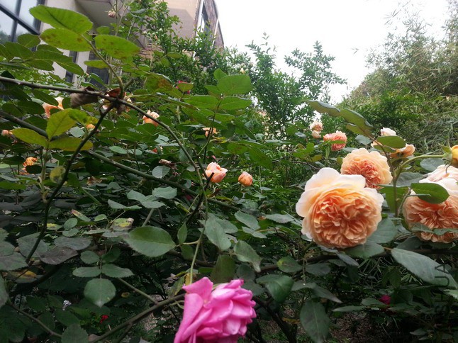 20150427_165356_��С��С.jpg