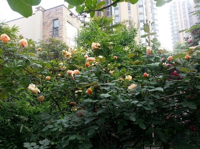 20150427_165538_��С��С.jpg